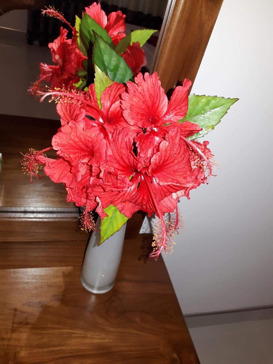 Sigiri Hibiscus Villa Сігірія Екстер'єр фото